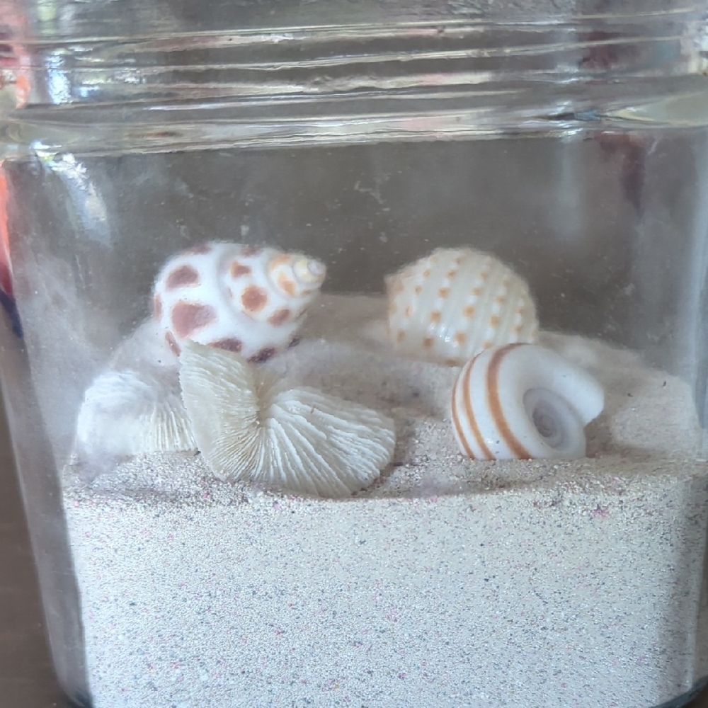 Hand Crafted Cream and Brown  Sea Shell Beach Decor Accents. Calm Restful Space - Picture 4 of 5